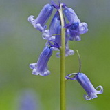 Hallerbos 